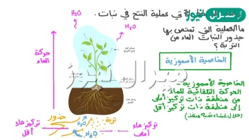 تمتص الماء والاملاح في النبات