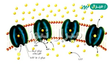 تنتقل المواد من الخليه واليها عن طريق