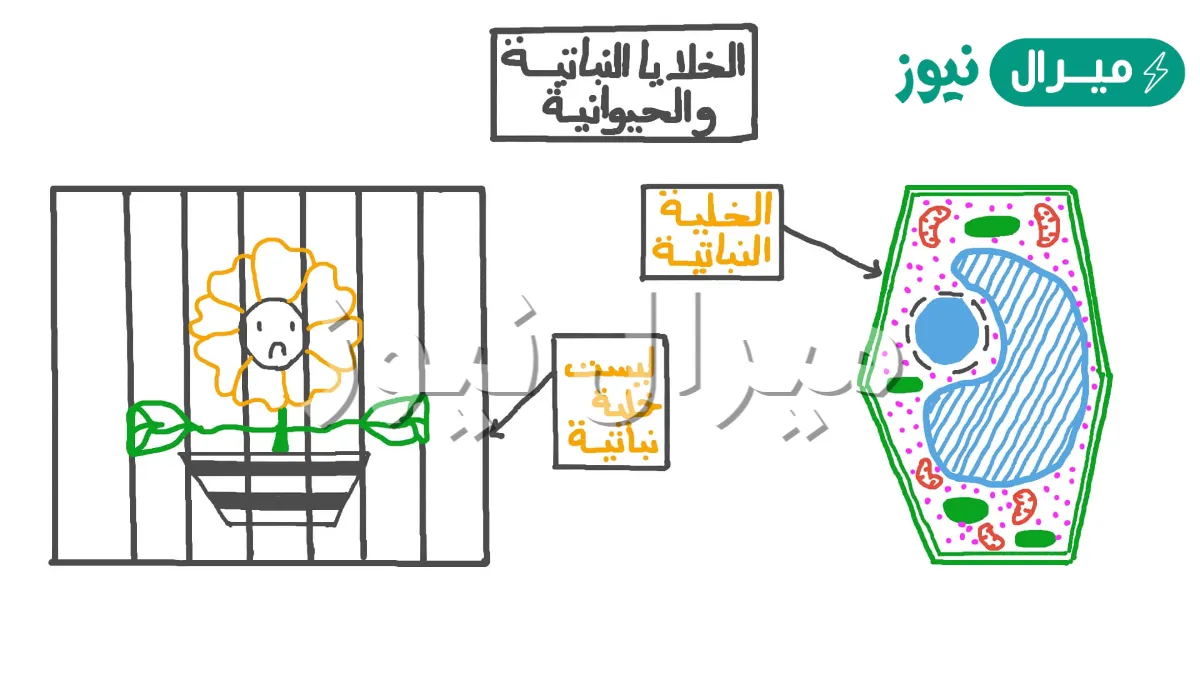 توجد في الخلايا النباتيه ولا توجد في الخلايا الحيوانيه