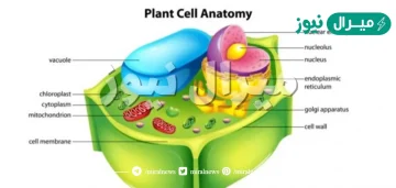 جميع الخلايا النباتيه تشبه