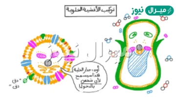 حركه المواد عبر الاغشيه من دون ان تستخدم طاقه الخليه