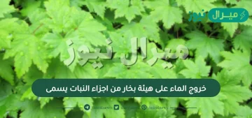 خروج الماء على هيئة بخار من اجزاء النبات يسمى