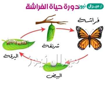 دورة حياة الفراشه