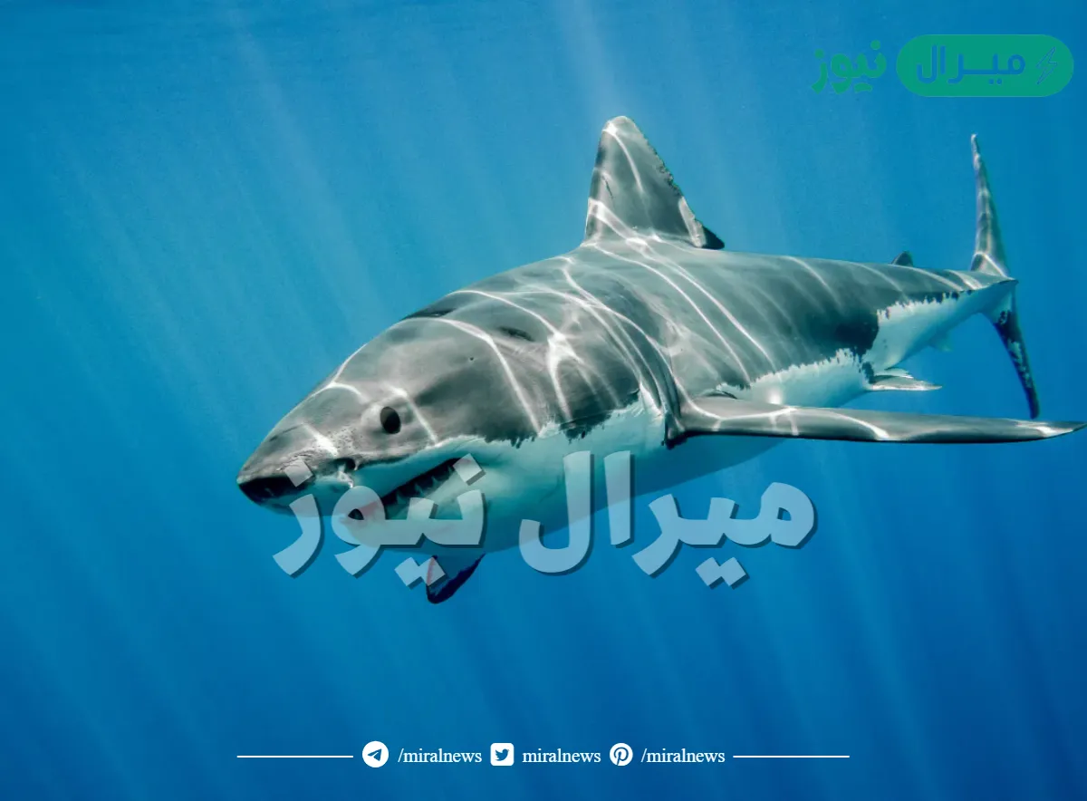 تسبح سمكة قرش بمعدل ٤٠ كلم في الساعة تقريبا. ما المعادلة التي يمكنك استعمالها لمعرفة الزمن الذي تحتاج إليه لقطع مسافة ٩٦ كلم بهذا المعدل؟