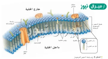 صف كيف يساعد الغشاء البلازمي على الحفاظ على الاتزان الداخلي للخلية