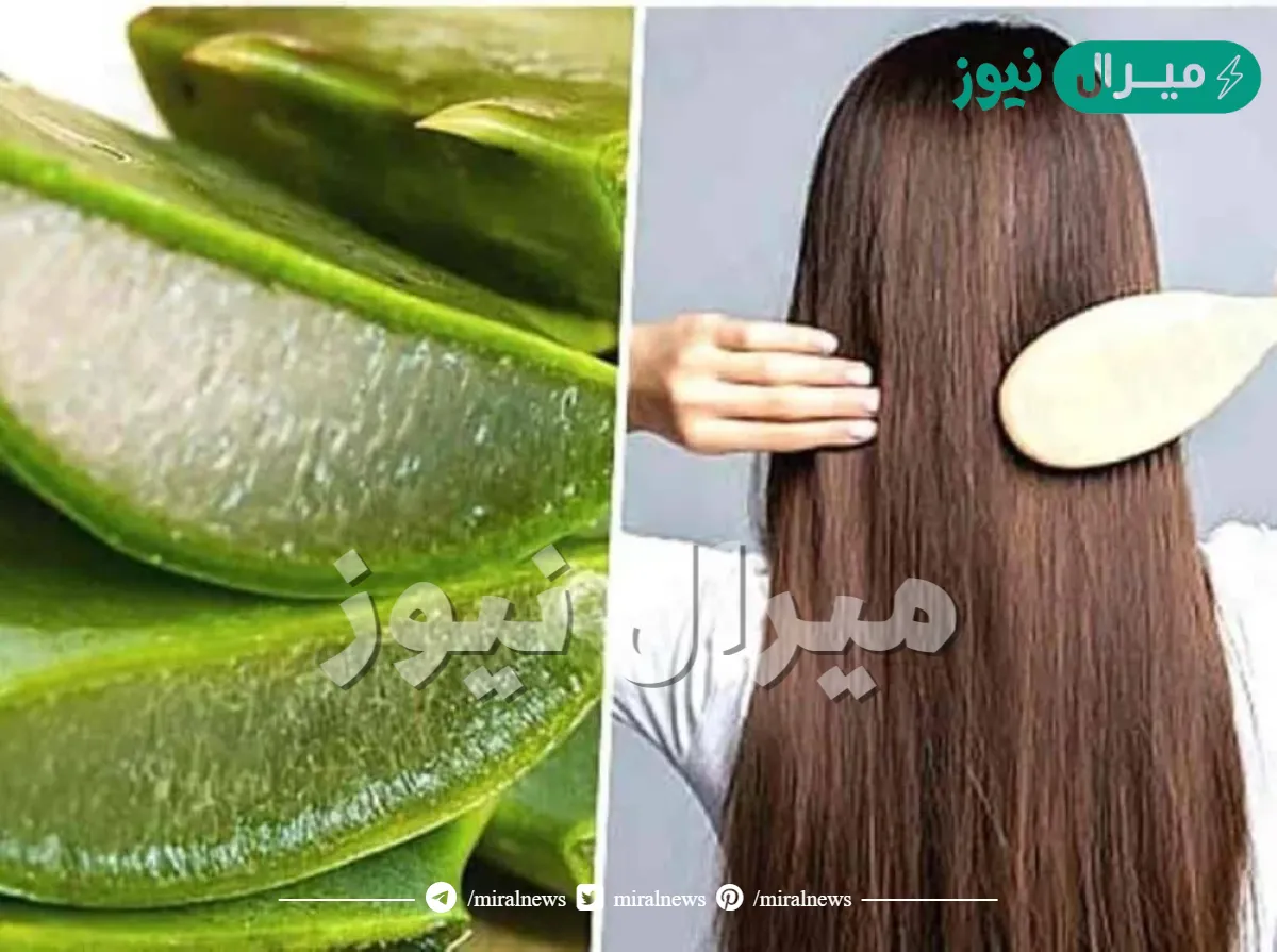 طرق استخدام الصبار للشعر بوصفات طبيعية لتطويل الشعر في وقت قياسي