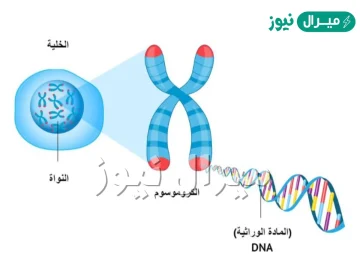 عدد الكروموسومات في خلايا الانسان