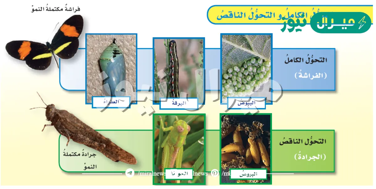عدد مراحل التحول الكامل