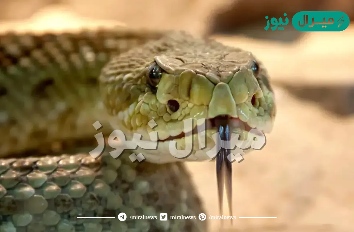 خلي بالك هيطلعلك من تحت.. تعرف علي علامات تدل علي وجود ثعابين في منزل أبحث في هذه الأماكن فوراً