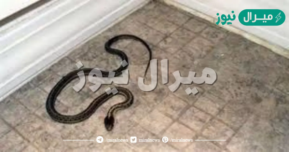 خطر يهدد البيوت!! .. هذه العلامات تنبئ بوجود ثعبان في المنزل .. عليك البحث في هذه الأماكن فوراً