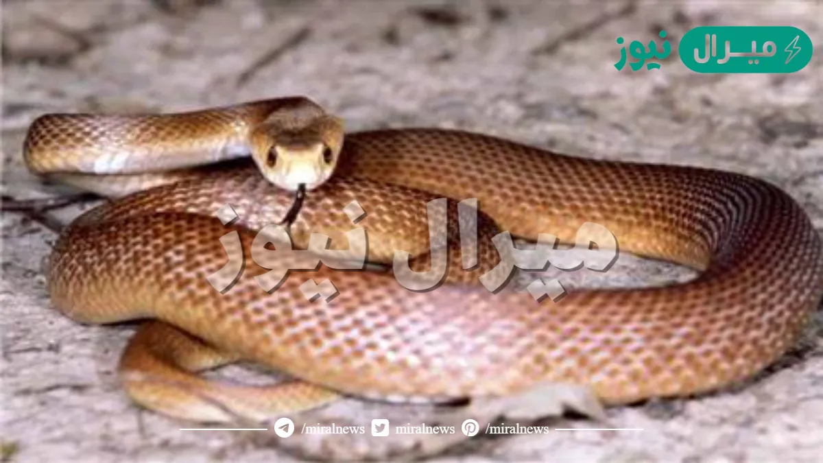 خلي بالك عندك تعبان في بيتك.. علامات تدل على وجود ثعبان في المنزل لازم تعرفها