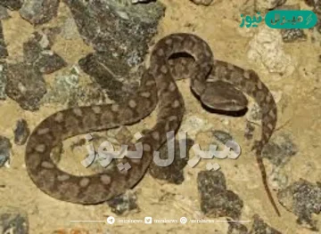 محدش واخد باله منها.. علامات تدل على وجود “ثعبان” في هذه الأماكن داخل المنزل .. إبحث بها فورًا