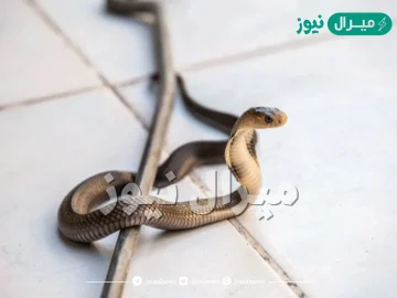 ’’خد بالك من الكارثة’’..علامات تدل على وجود ثعبان في البيت..ابحث في هذه المناطق فوراَ!!