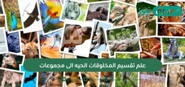 علم تقسيم المخلوقات الحيه الى مجموعات