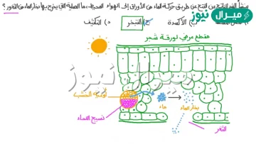 عمليه فقد الماء عن طريق الثغور