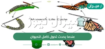 عندما يحدث تحول كامل للحيوان