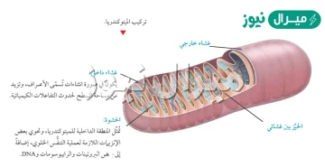 فسر اهمية الماء في التفاعلات الضوئية