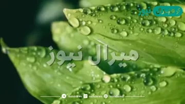 فسر تكون الندى في الصباح البارد