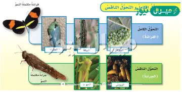 في التحول الناقص يمر المخلوق الحي