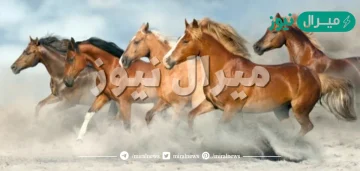 في السورة اشارة الى مكانة الخيل وضح ذلك