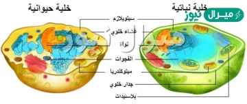 فيم يختلف جدار الخلية عن غشاء الخلية