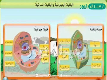 قارن بين الخلية الحيوانية والخلية النباتية