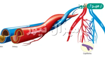 قارن بين الشرايين و الاورده و الشعيرات الدمويه