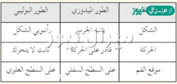 قارن بين الطور البوليبي والميدوزي