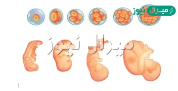 قومي بتتبع مراحل نمو الجنين داخل الرحم بدءا من تلقيح البويضة حتى