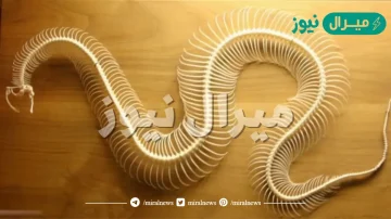 كم عدد فقرات العمود الفقري للأفعى