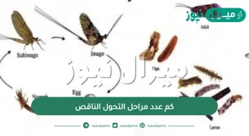 كم عدد مراحل التحول الناقص