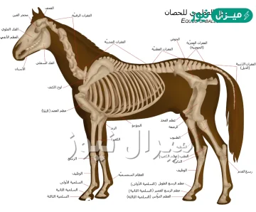 كم عظمة في جسم الخيل