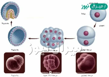 كيف يمكن ان يكون الهيكل الخارجي ضار بالحيوان