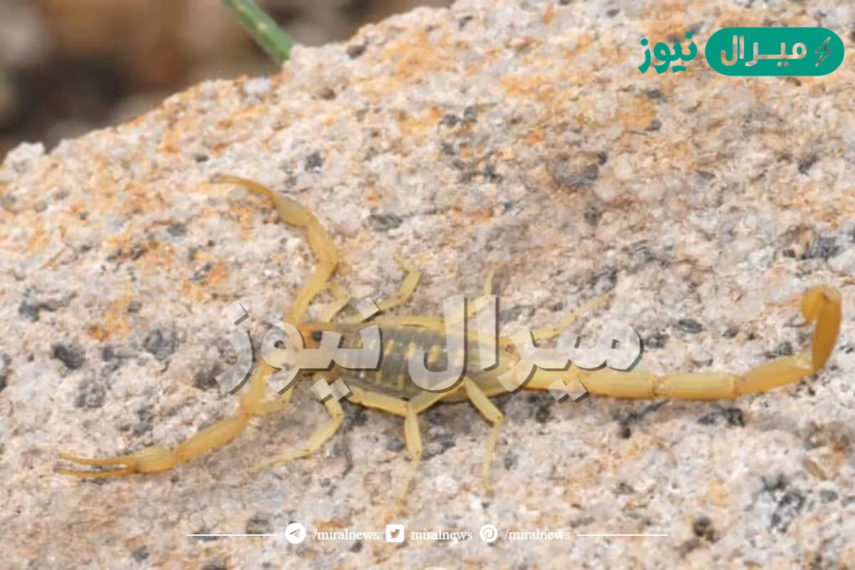احذر من تواجد ” العقارب ” في البيوت .. تعرف علي علامات وجود ” العقارب ” في البيوت وطرق التخلص منها