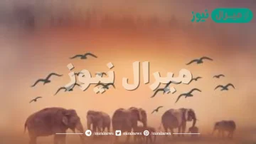 لماذا سمي عام الفيل