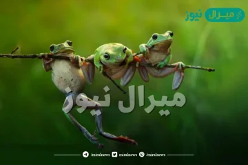 لماذا نهى الرسول عن قتل الضفدع