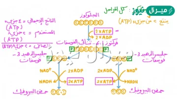 لماذا يكون الناتج النهائي من الطاقة في عملية التحلل السكري