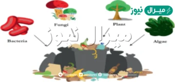 ما الذي يعد تطبيقاً للمعالجة الحيوية ؟