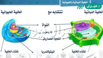 ما الفرق بين الخلية النباتية والخلية الحيوانية