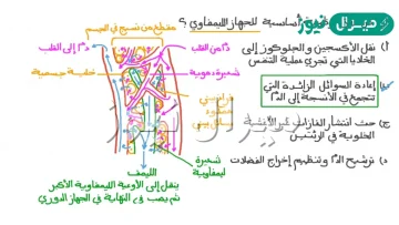 ما الوظائف الرئيسية للجهاز اللمفي