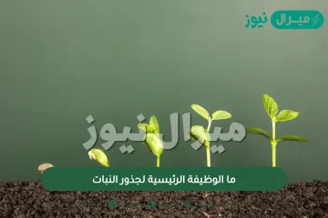 ما الوظيفة الرئيسية لجذور النبات