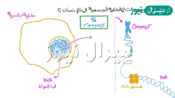 ما عدد الكروموسومات الموجودة في الانسان