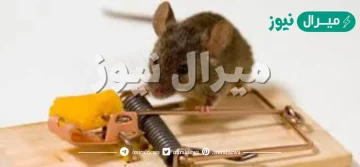 هتصطاده من قبل ما يدخل.. أماكن وضع مصيدة الفئران في المنزل اتحداك تعرفها