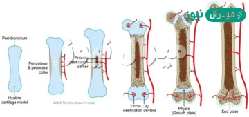 ماذا تعني عملية التعظم