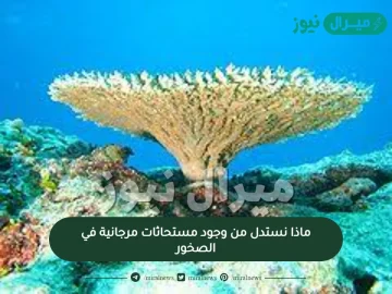 ماذا نستدل من وجود مستحاثات مرجانية في الصخور