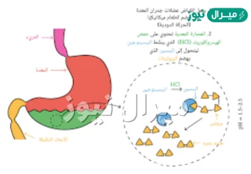 ماذا يحدث في المعدة