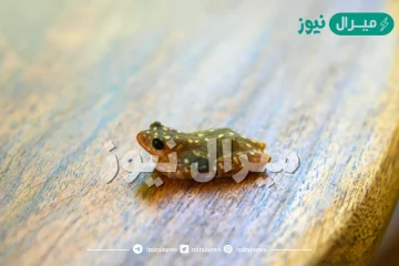 ماذا يسمى الضفدع الصغير