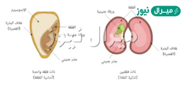 ماهو الجزء الصغير في البذره