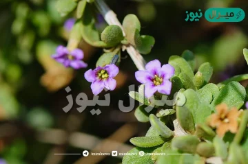 معلومات عن زهرة العوسج في قطر