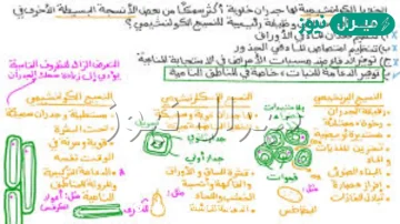 من وظائف الخلايا الكولنشيمية في النبات